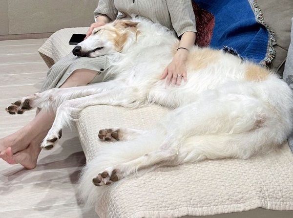d8031036-1 ▲蘇俄牧羊犬「霸占爸爸大腿」趴好趴滿 他苦笑接受這份沉重的愛。(圖/翻攝自X/@velzoi)