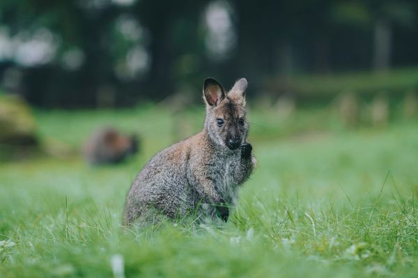 d8033550 農業部一夕之間暴增955種禁養動物,就連僅40公分高、3.5公斤且攻擊力近趨於零的小袋鼠也被因「公共安全」理由入列。示意圖,(pexels)