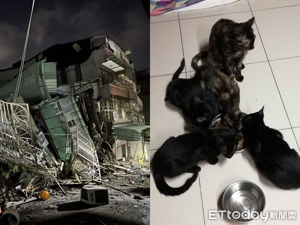 d8035042-1 ▲▼快訊/三重民宅倒塌「5隻貓受困」 新北動保處用罐罐誘捕。(圖/記者陳以昇翻攝、民眾提供)