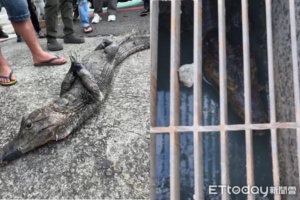 d8036552-1 ▲▼ 屏東縣恆春鎮南門路上一處水溝裡驚見一隻鱷魚。(圖/民眾提供)