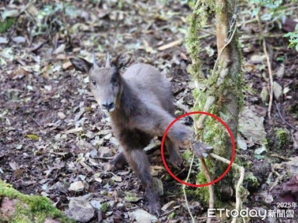 d8039314-1 ▲臺灣野山羊左腳受困於「山豬吊」陷阱 登山民眾熱心合力解救成功。(圖/網友@jack1971chung提供,請勿隨意翻拍,以免侵權。)
