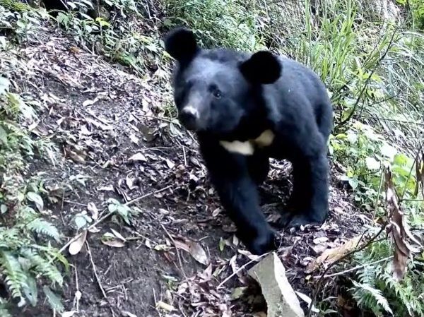 d8039321-1 ▲改良式獵具。(圖/農業部林業與自然保育署官網)