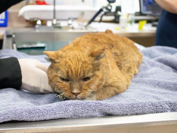 洛杉磯野火救援動物。（圖／翻攝自Pasadena Humane）