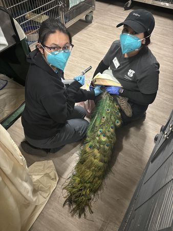 洛杉磯野火救援動物。（圖／翻攝自Pasadena Humane）