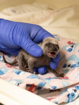 洛杉磯野火救援動物。（圖／翻攝自Pasadena Humane）