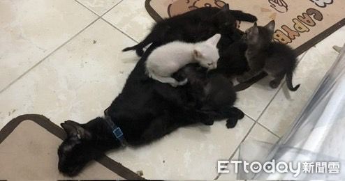 ▲汐止貓咪不當飼養。（圖／新北市動保處提供）
