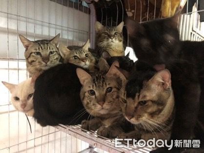 ▲汐止貓咪不當飼養。（圖／新北市動保處提供）