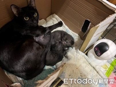 ▲汐止貓咪不當飼養。（圖／新北市動保處提供）