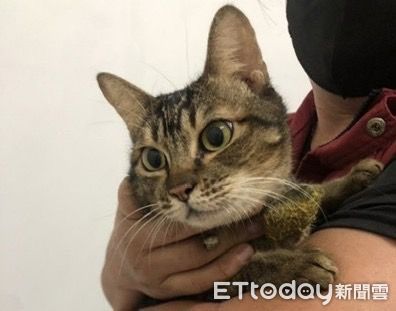 ▲汐止貓咪不當飼養。（圖／新北市動保處提供）