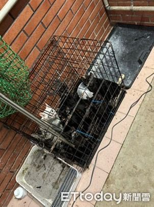 ▲汐止貓咪不當飼養。（圖／新北市動保處提供）