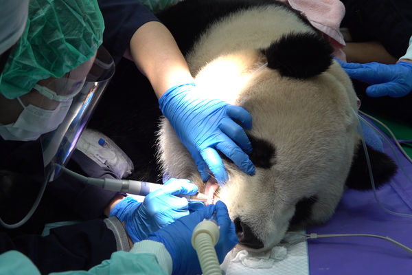 圓寶健檢。（圖／台北市立動物園提供）