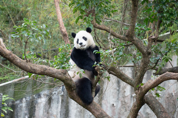 圓寶健檢。（圖／台北市立動物園提供）