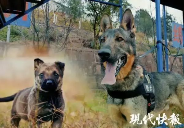d8042662-1 ▲▼陸公安對4警犬發通報:宿舍亂尿尿、不愛洗澡!。(圖/翻攝現代快報)