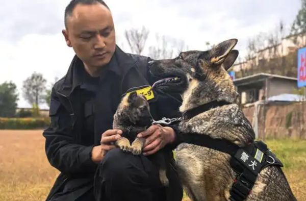 d8042663-1 ▲▼陸公安對4警犬發通報:宿舍亂尿尿、不愛洗澡!。(圖/翻攝現代快報)