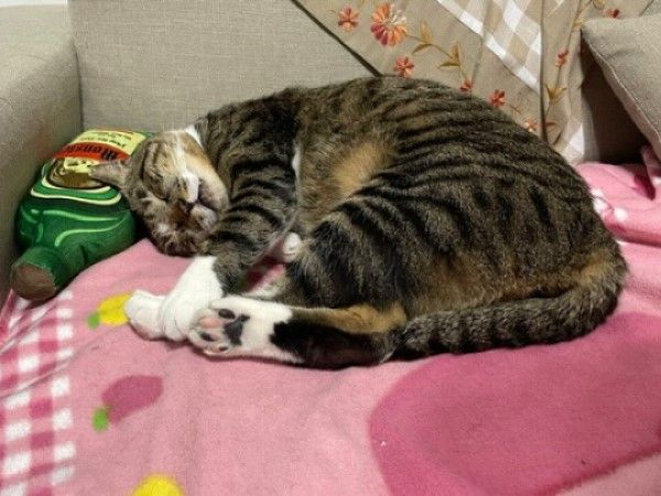 d8043000 ▲(圖/網友@ba11_ooo提供,請勿隨意翻拍,以免侵權。)