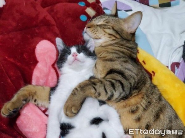 d8044323 ▲(圖/網友@fatduduahfat提供,請勿隨意翻拍,以免侵權。)