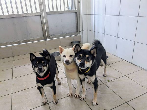 37毛孩將於1月22日公開認養，包含13隻柴犬、19隻博美犬、3隻貴賓犬和2隻米克斯犬。（新竹縣動保所提供）