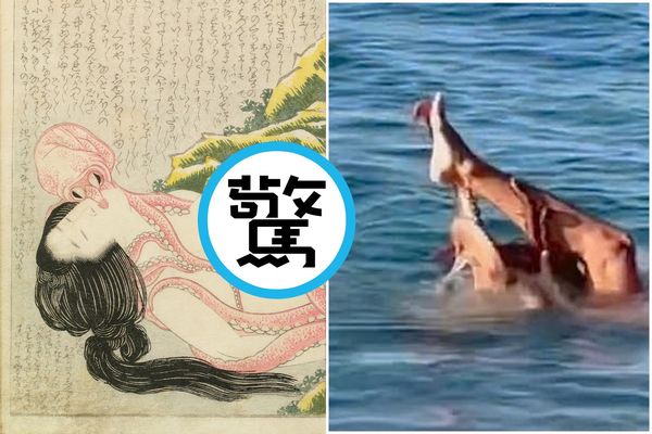 d8049760-1 日本春畫「章魚與海女」真實再現?這次換纏緊黏男模,結局超驚人。(翻自《每日郵報》)