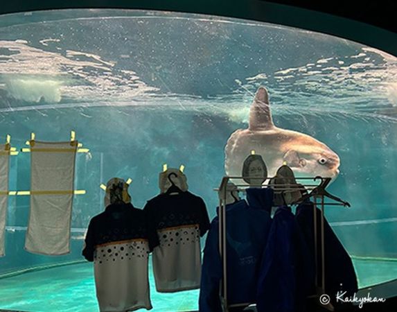 d8049988-1 水族館整修閉館,翻車魚「沒遊客業績」過度憂鬱病了!館方用一招治癒。(翻自海響館X平台)