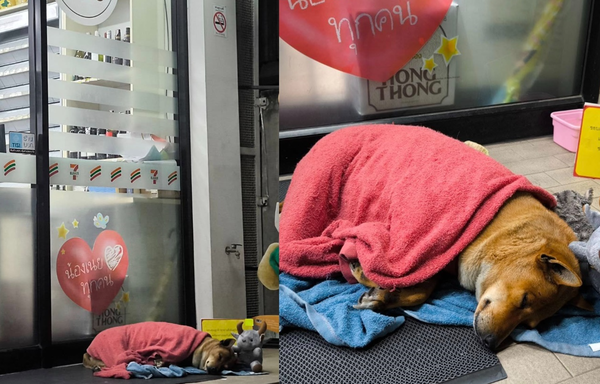 泰國忠犬小八！流浪狗狗「每天孤單睡超商門口」　癡等離世主人。（圖／翻攝自Facebook／Mari-Mo Photography）