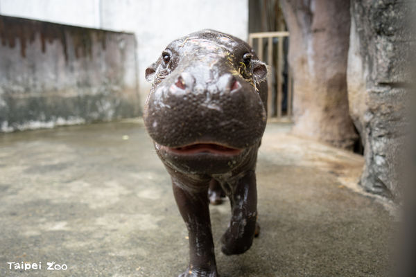 侏儒河馬Thabo（圖／台北市立動物園提供）