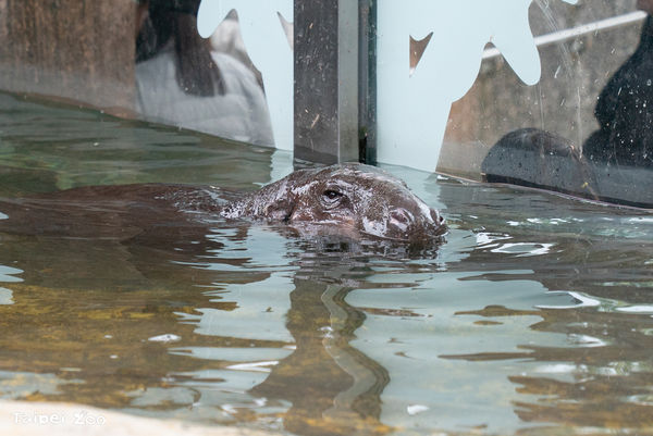 侏儒河馬Thabo（圖／台北市立動物園提供）