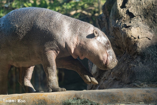 侏儒河馬Thabo（圖／台北市立動物園提供）