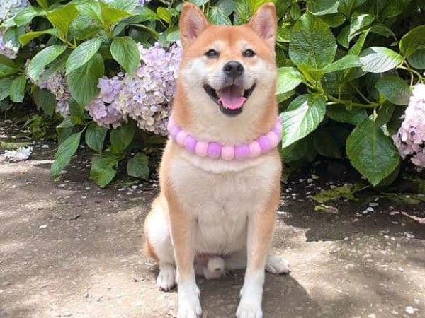 d8054544-1 ▲柴犬被冷到「凍未條」 低溫來襲鼻涕快滴下也要兜風:我柴不怕!。(圖/網友@shiba_olian提供,請勿隨意翻拍,以免侵權。)