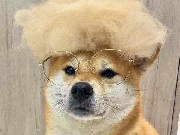 d8054545-1 ▲柴犬被冷到「凍未條」 低溫來襲鼻涕快滴下也要兜風:我柴不怕!。(圖/網友@shiba_olian提供,請勿隨意翻拍,以免侵權。)