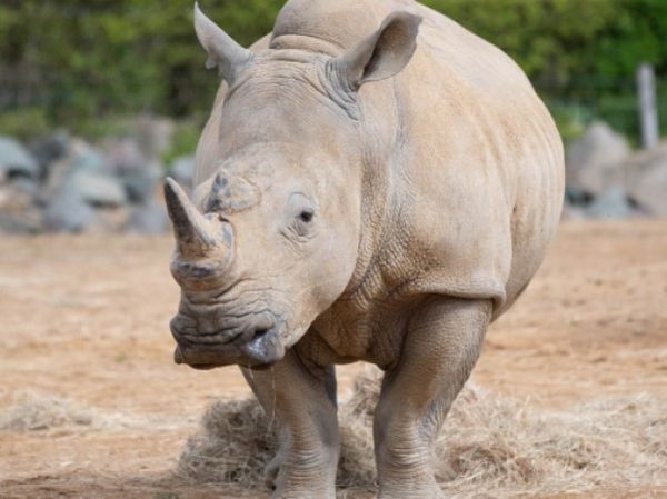 ▲（圖／翻攝自colchester_zoo／官網）