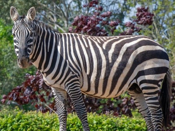 ▲（圖／翻攝自colchester_zoo／官網）