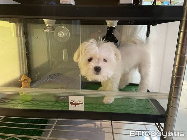 ▲馬爾濟斯爽躺爬蟲箱　「自己開門」走進去原屋主只能躺角落。（圖／有點毛毛的／曾宥勝）