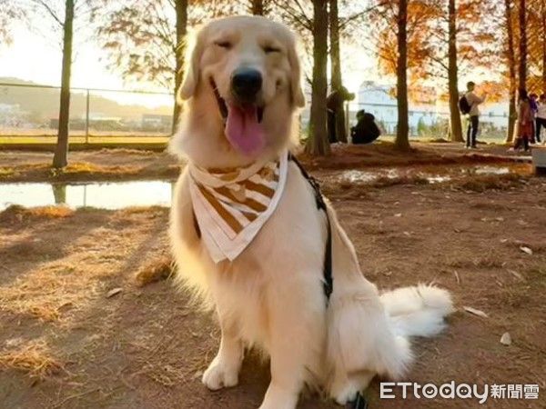 d8058290 ▲(圖/網友@hey_siri_golden_retriever提供,請勿隨意翻拍,以免侵權。)