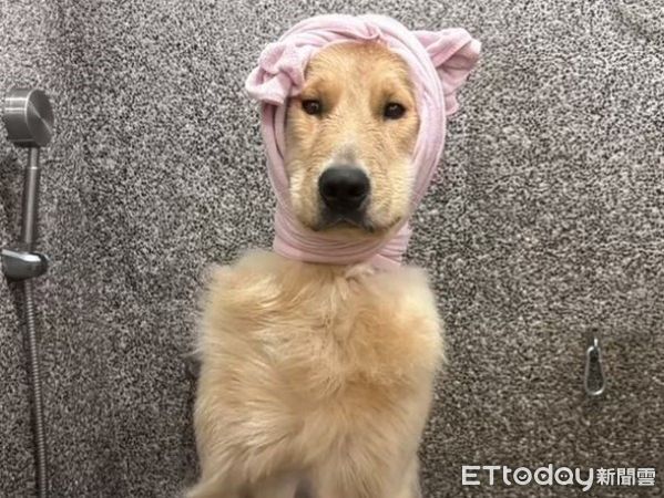 d8058291 ▲(圖/網友@hey_siri_golden_retriever提供,請勿隨意翻拍,以免侵權。)