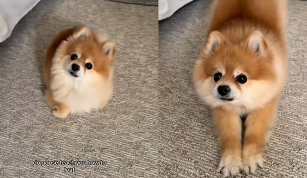 收養寵物貓1年！女發現博美犬突出現1動作　傻：狗狗也變喵星人。（圖／翻攝自TikTok／lola_thepom）
