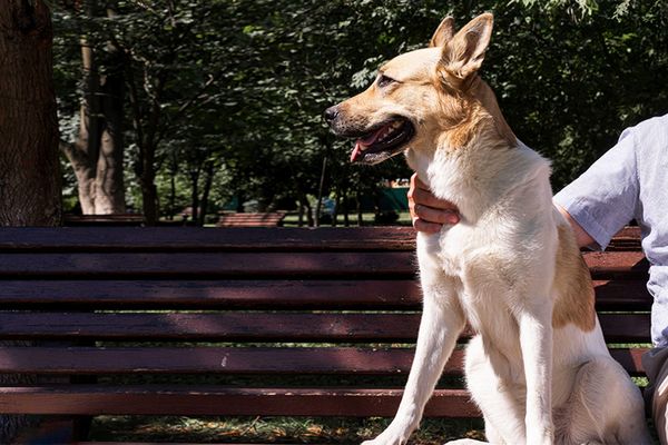 慈愛動物醫院提供。