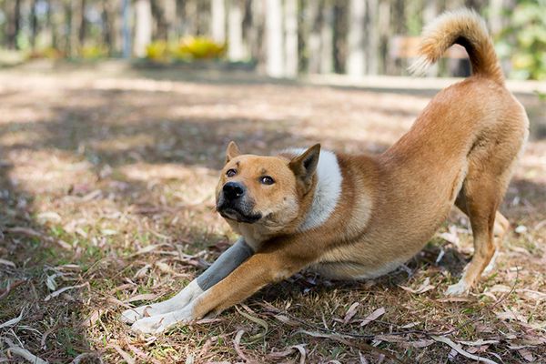 慈愛動物醫院提供。