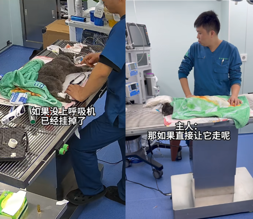 貓咪心臟病飼主不想救。（圖／翻攝自小紅書@福州瑞派諾維動物醫院）