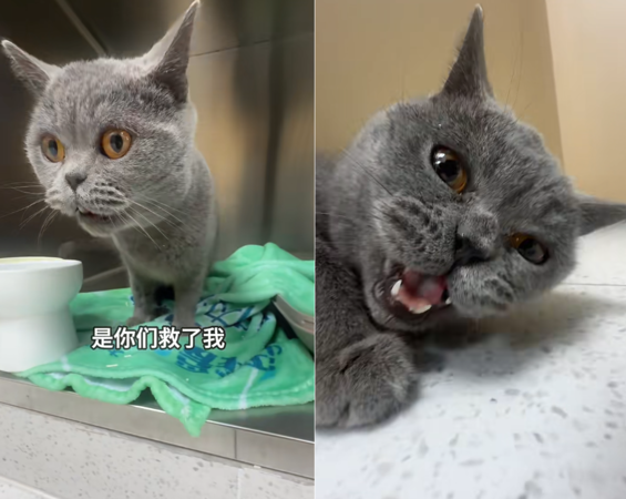 貓咪心臟病飼主不想救。（圖／翻攝自小紅書@福州瑞派諾維動物醫院）