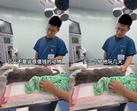 貓咪心臟病飼主不想救。（圖／翻攝自小紅書@福州瑞派諾維動物醫院）
