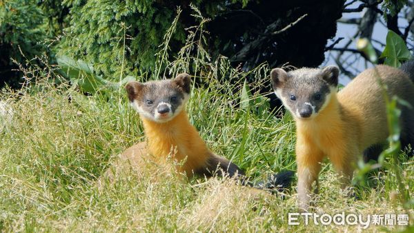 d8065323-1 ▲黃喉貂屬日行性動物,且可在公路上常見蹤影。(圖/玉山國家公園管理處提供)