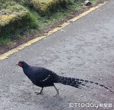 d8065324-1 ▲公路上及塔塔加步道上,黃昏時也經常可見帝雉出沒。(圖/玉山國家公園管理處提供)
