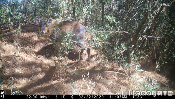 d8065327-1 ▲玉管處呼籲民眾進入山區「停、看、聽」,與野生動物和平共處。(圖/玉山國家公園管理處提供)
