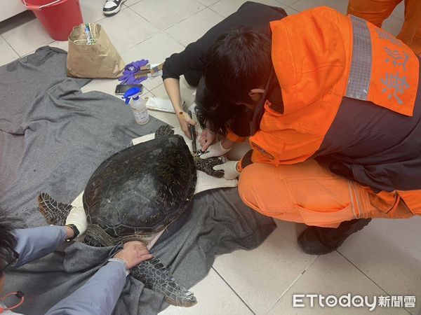 d8066435 ▲宜蘭熱心漁友帶回受困綠蠵龜。(圖/記者游芳男翻攝)
