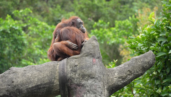 台北市立動物園動物禦寒。（圖／台北市立動物園提供）