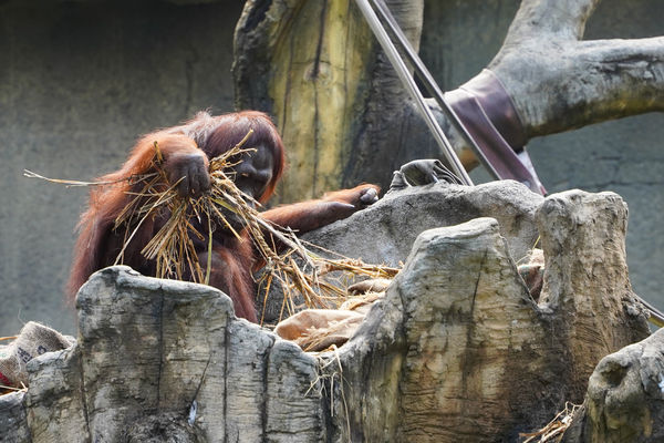 台北市立動物園動物禦寒。（圖／台北市立動物園提供）