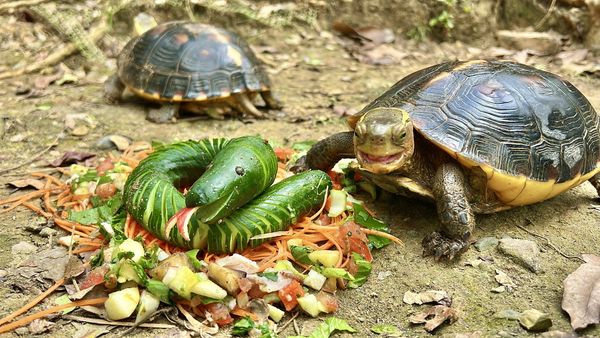 d8067416 壽山動物園飄年味。(圖/翻攝自壽山動物園)