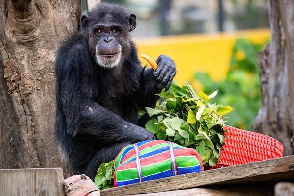 d8067417 壽山動物園飄年味。(圖/翻攝自壽山動物園)