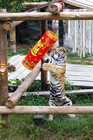 d8067418 壽山動物園飄年味。(圖/翻攝自壽山動物園)