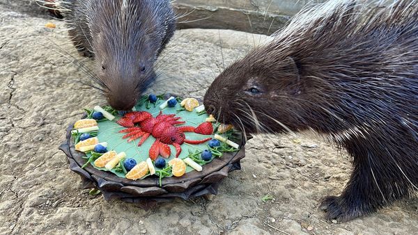 d8067420 壽山動物園飄年味。(圖/翻攝自壽山動物園)